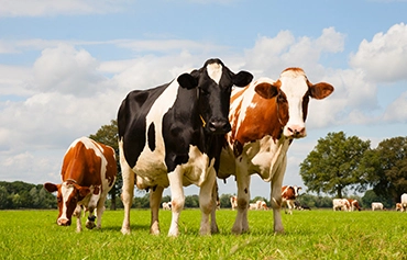 NEDEN HASAN TÜREK ÇİFTLİĞİ?