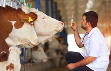 NEDEN ARİ İŞLETME?